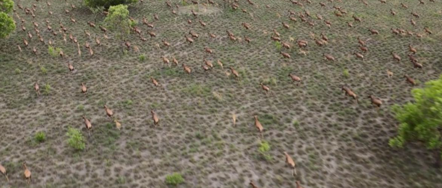 Çox az adamın görə bildiyi mənzərə: 6 milyon antilopun köçü (FOTO)